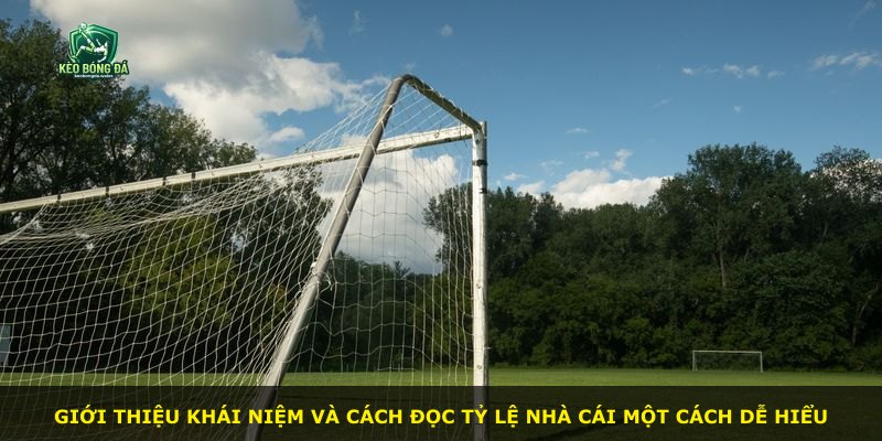 Giới thiệu khái niệm và cách đọc tỷ lệ nhà cái một cách dễ hiểu